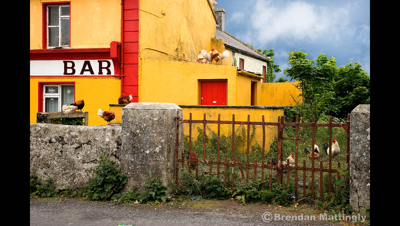 Chickens standing in front of a bar in ireland.