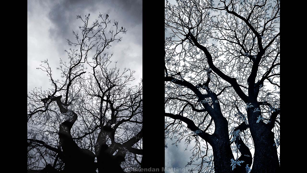 Two black and white pictures of trees with no leaves.