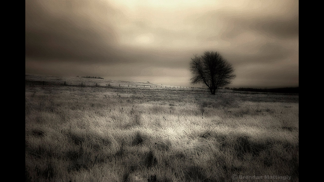 A lone tree in a field under a cloudy sky.