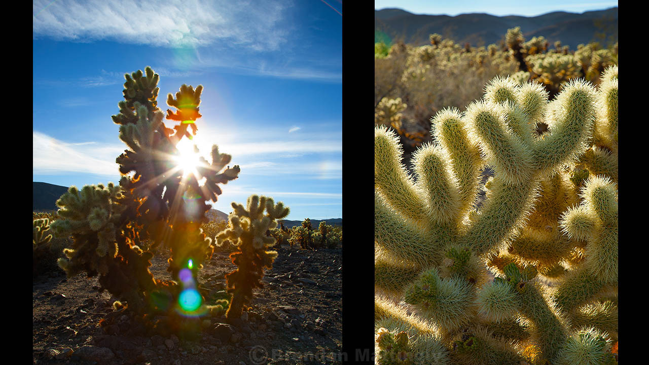 Two pictures of a cactus with the sun shining on it.