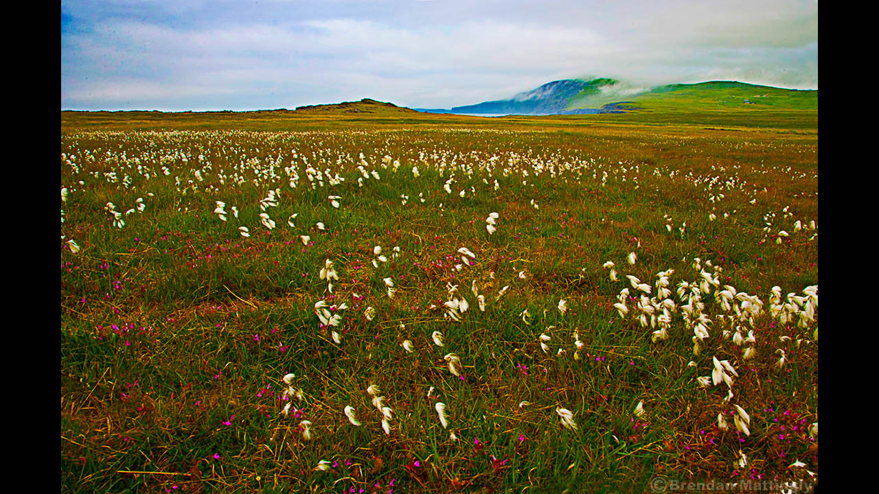 A field of white flowers.