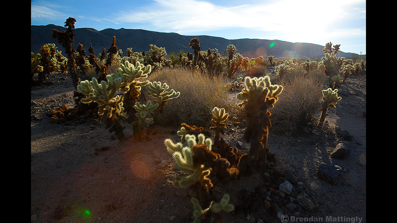 Joshua cactus in joshua cactus national park, california.