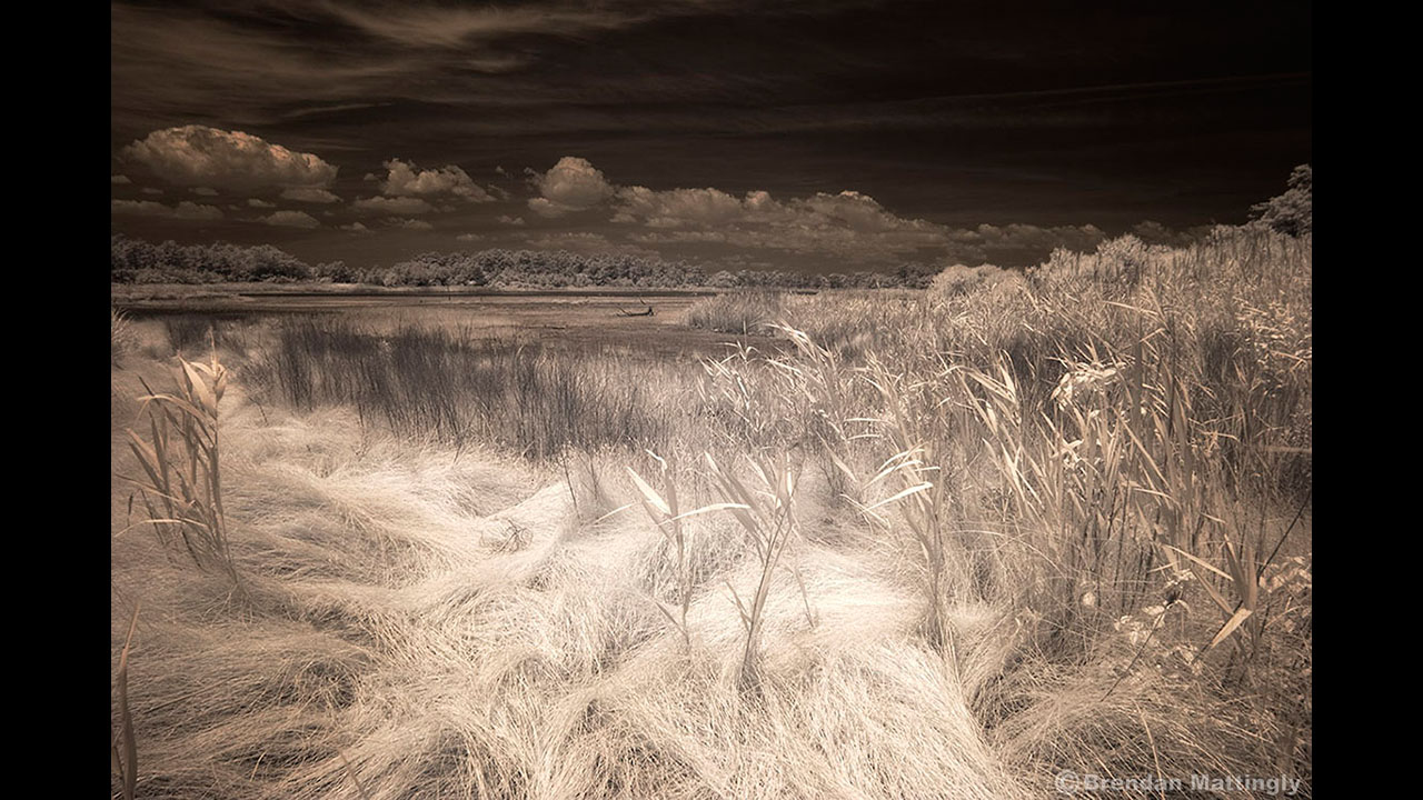 An infrared photo of a field of grass.