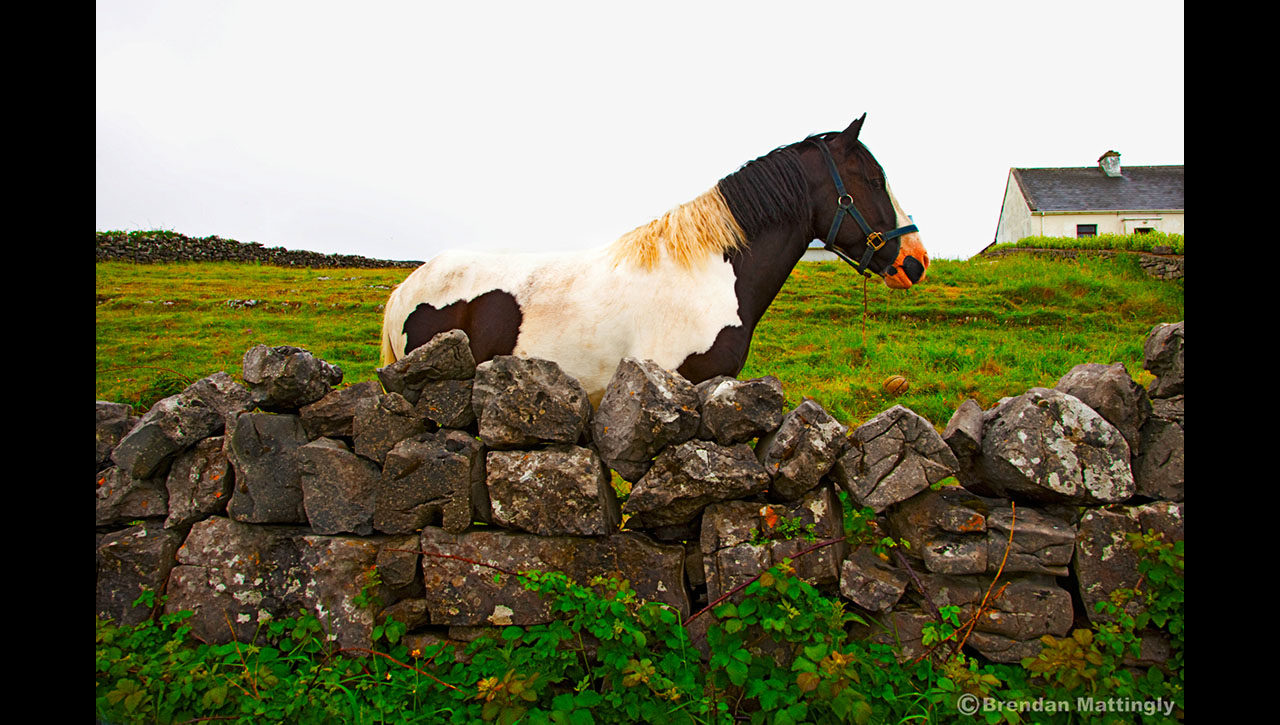A horse standing next to a stone wall.